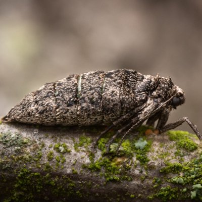 Agriopis leucophaearia (tmavoskvrnáč dubový), PR Kamenný vrch