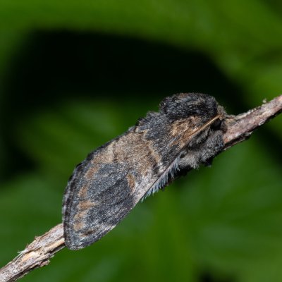 Notodonta tritophus (hřbetozubec topolový), Kývalka