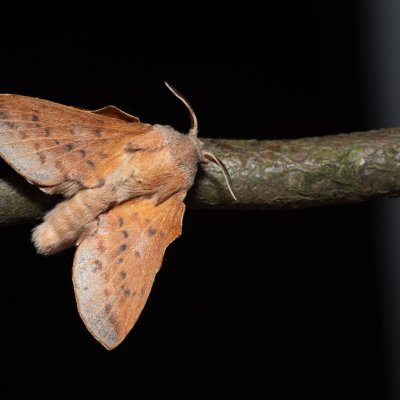 Phyllodesma tremulifolia (bourovec zejkovaný), PP Bobrava