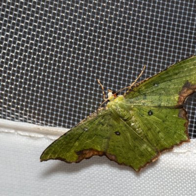 Dooabia puncticostata (-), TH, Khao Sok