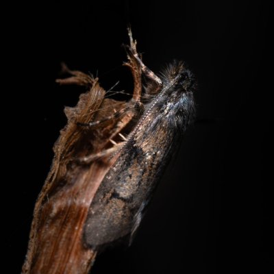 Dasystoma salicella (šedivěnka jívová), Hády - odkaliště