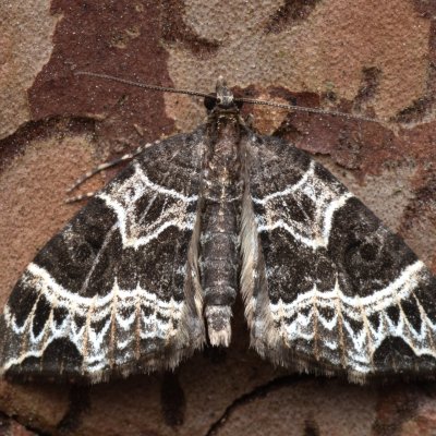 Ecliptopera silaceata (píďalka hnědohlavá), NPR Radostínské rašeliniště