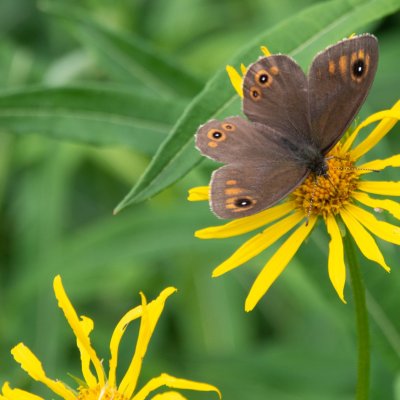 Lasiommata maera (okáč ječmínkový), SK, NPR Furkotská dolina, Tatry