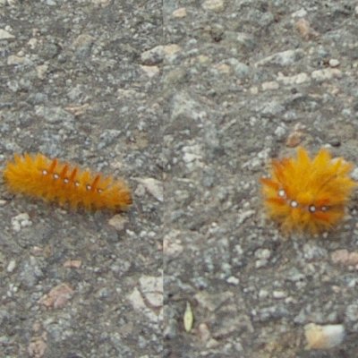 Acronicta aceris (šípověnka maďalová), Křižánky