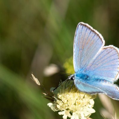 Polyommatus daphnis (modrásek hnědoskvrnný), Vilémovice