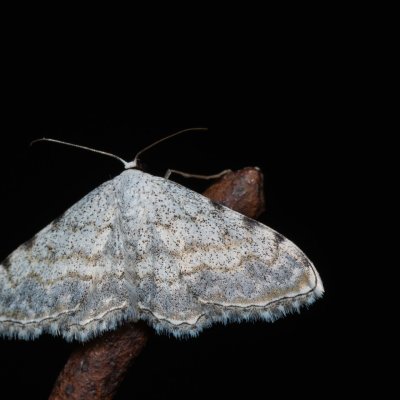 Scopula submutata (-), HR, Jablanac