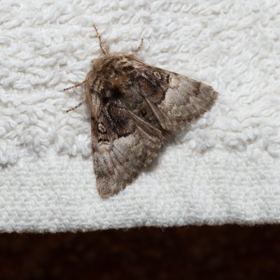 Colocasia coryli (běloskvrnka lísková), IT, Kuens, Jižní Tyrolsko