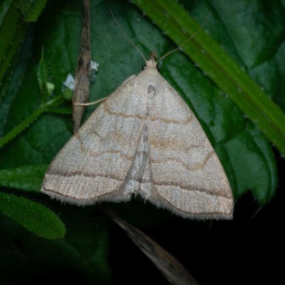 Herminia tarsicrinalis (žlutavka vějířová), Augšperský potok