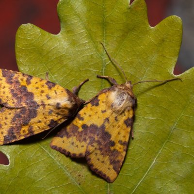 Xanthia togata (zlatokřídlec jívový), PP Střelická bažinka