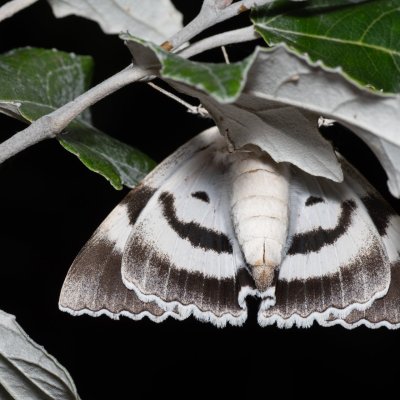 Catocala fraxini (stužkonoska modrá), Bratčice