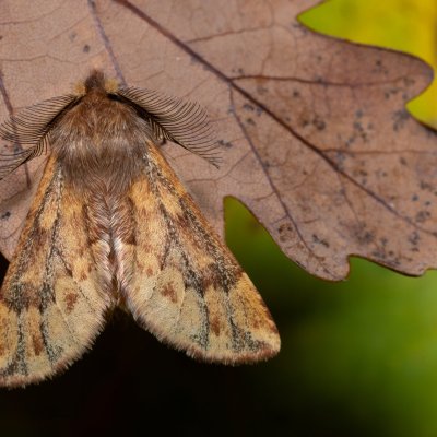 Ptilophora plumigera (hřbetozubec javorový), PR Kamenný vrch
