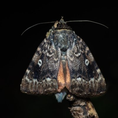 Amphipyra pyramidea (blýskavka ořešáková), Žebětín