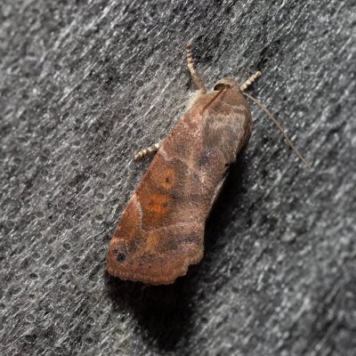 Cosmia affinis (blýskavka dubová), Lysá hora u Ochozu