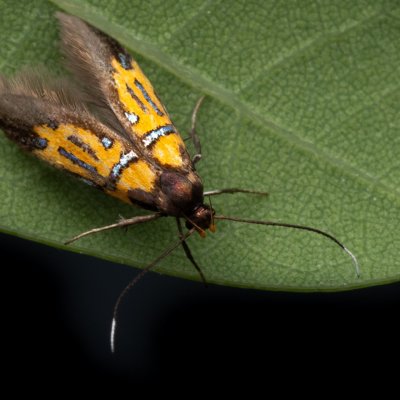 Schiffermuelleria schaefferella (krásněnka podkorní), Hády