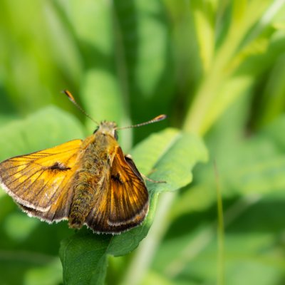 Ochlodes sylvanus (soumračník rezavý), SK, NPR Važecká dolina, Tatry