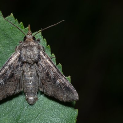 Apamea unanimis (šedavka bahenní), NPR Radostínské rašeliniště