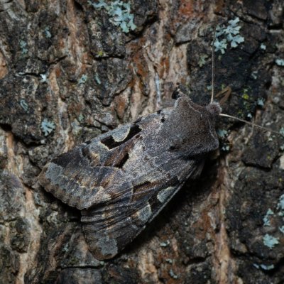 Orthosia gothica (jarnice ovocná), PR Kamenný vrch