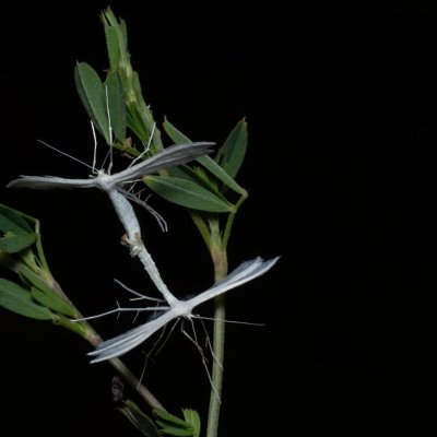 Pterophorus pentadactyla (pernatuška trnková), PP Černice