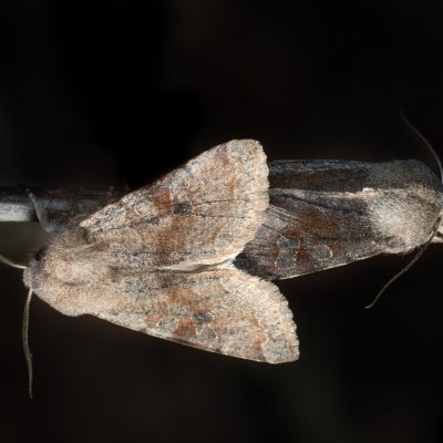 Orthosia incerta (jarnice březnová), Kývalka
