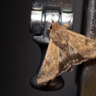 Helicoverpa armigera (černopáska bavlníková), HR, Jablanac