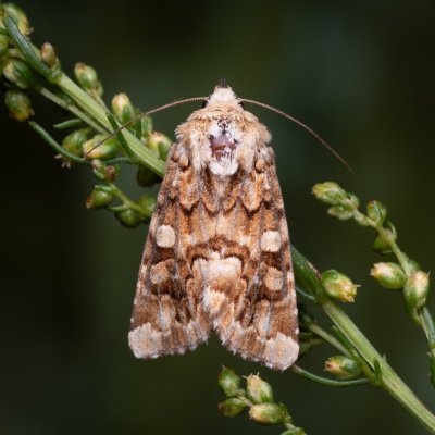 Hadena irregularis (můra ušnicová), NPP Váté písky