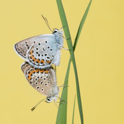 Plebejus argus (modrásek černolemý), PR Kamenný vrch