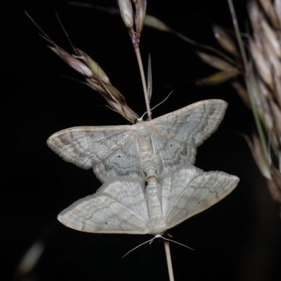 Idaea deversaria (žlutokřídlec lesní), Zbýšovská halda