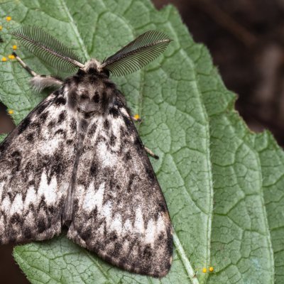 Lymantria monacha (bekyně mniška), NPP Jeskyně Pekárna