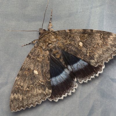 Catocala fraxini (stužkonoska modrá), Hády - odkaliště