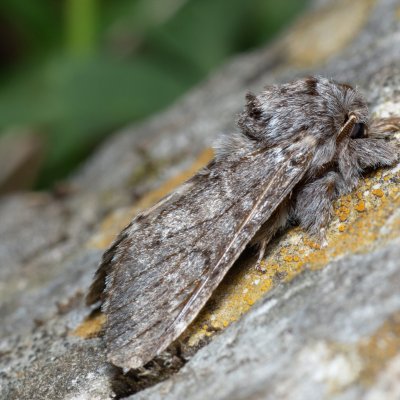Drymonia ruficornis (hřbetozubec dubový), Lysá hora u Ochozu