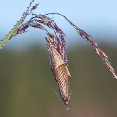 Chrysoteuchia culmella (travařík zahradní), Pohoří na Šumavě