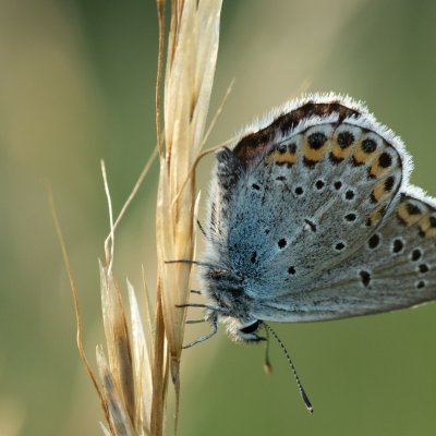 Plebejus argyrognomon (modrásek podobný), PR Templštejn