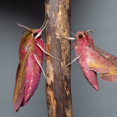 Deilephila elpenor (lišaj vrbkový), Deilephila porcellus (lišaj kyprejový), Hády