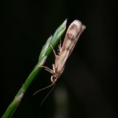 Homoeosoma sinuella (-), PR Turold