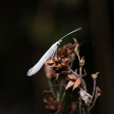 Coleophora sp., Lysá hora u Ochozu