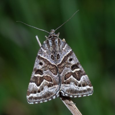 Euclidia mi (jetelovka menší), Havranické vřesoviště