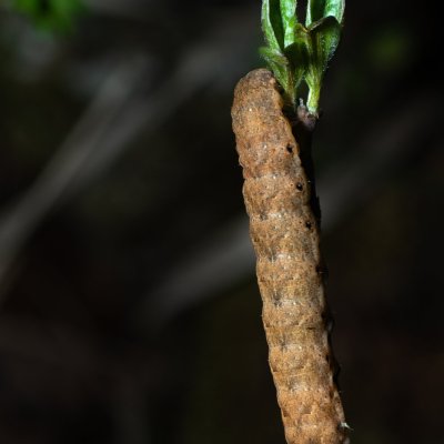 Noctua fimbriata (osenice zemáková), Hornek