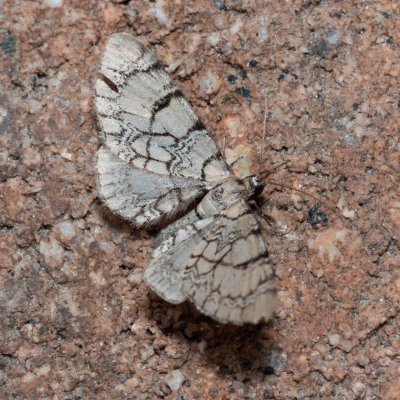 Eupithecia venosata (píďalička knotovková), IT, Pfelders - Plan, Jižní Tyrolsko