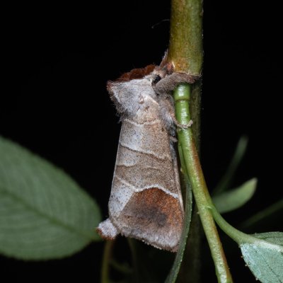 Clostera curtula (vztyčnořitka rudoskvrnná), Popůvky