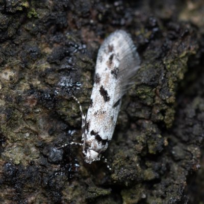 Stenolechiodes pseudogemmellus (-), Kývalka