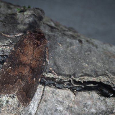 Charanyca ferruginea (blýskavka opencová), Žebětín