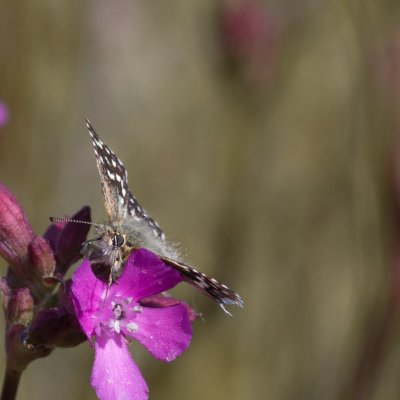 Pyrgus malvae (soumračník jahodníkový), PR Kamenný vrch