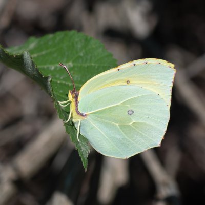Gonepteryx cleopatra (žluťásek půvabný), GR, Aspiotades, Korfu