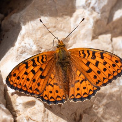 Argynnis niobe (perleťovec maceškový), HR, Velika Paklenica