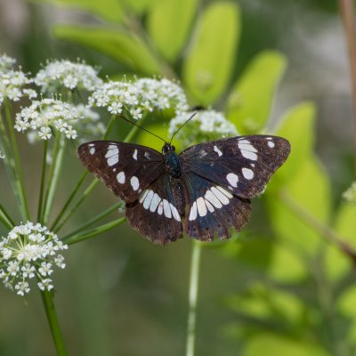 Limenitis reducta (bělopásek jednořadý), IT, Museo del Monte San Michele