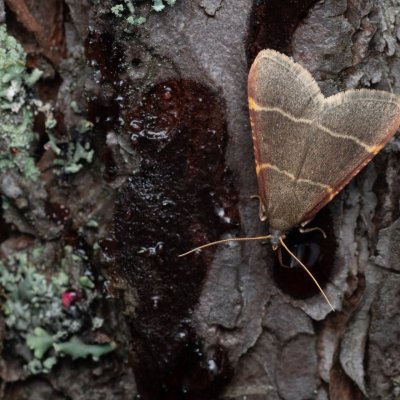 Hypsopygia glaucinalis (zavíječ žlutočárný), NPR Radostínské rašeliniště