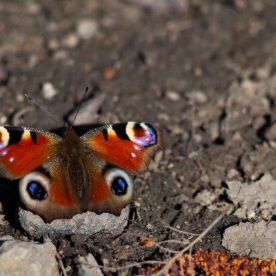Aglais io (babočka paví oko), PP Augšperský potok