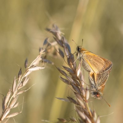 Thymelicus sylvestris (soumračník metlicový), PR Kamenný vrch