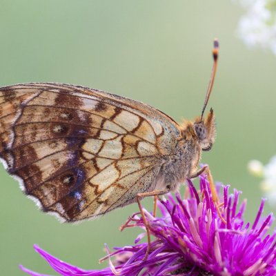 Brenthis ino (perleťovec kopřivový), SK, Štôla