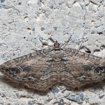 Horisme tersata (píďalka plaménková), HR, Krasno